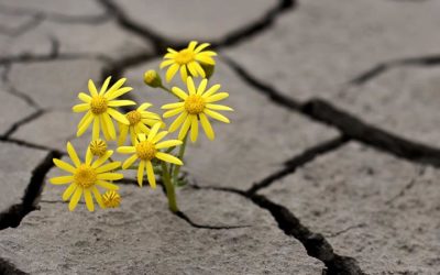 Jak jsme se potkaly s homeopatií