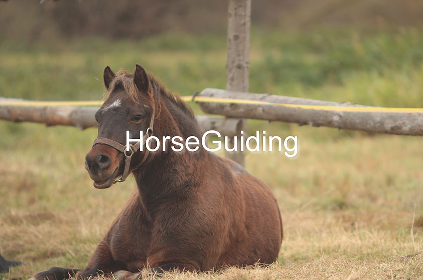 HorseGuiding